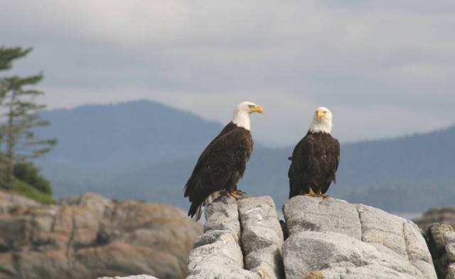 eagles_on_rocks.jpg